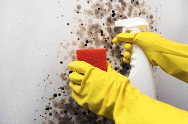 Best Industrial Mold Remediation in Obion, TN