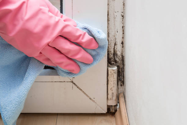 Best Black Mold Remediation in Obion, TN